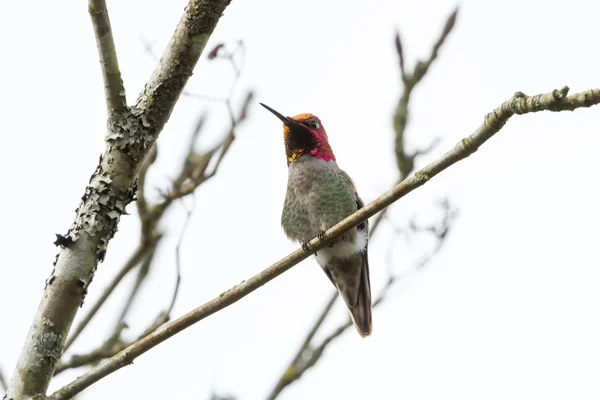 Hummingbird Άννας — Φωτογραφία Αρχείου