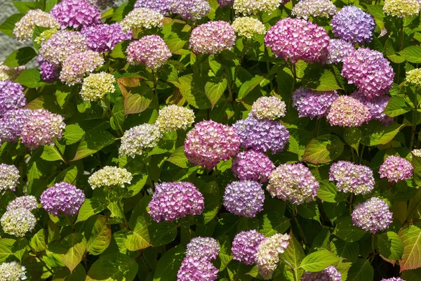 Hortensia in volle bloei — Stockfoto