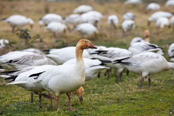 Kar kazları yakın çekim — Stok fotoğraf