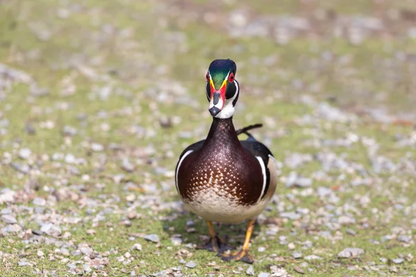 Canard en bois mâle — Photo