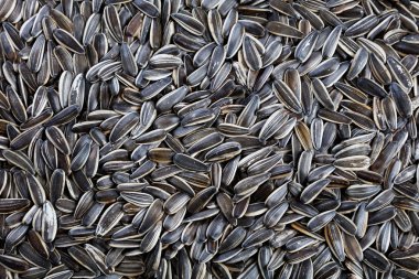 siyah ayçiçeği tohumu