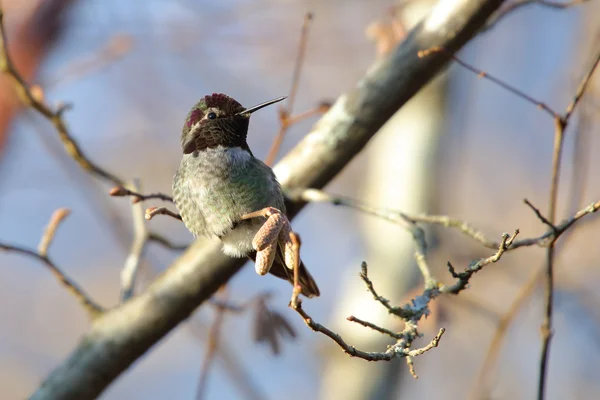 Annas hummingbird — Stockfoto