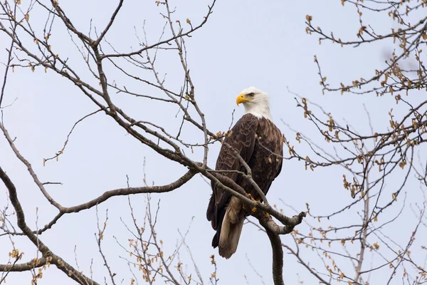 A bald eagle — Stock Photo, Image