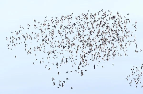 Aves Starling europeias — Fotografia de Stock
