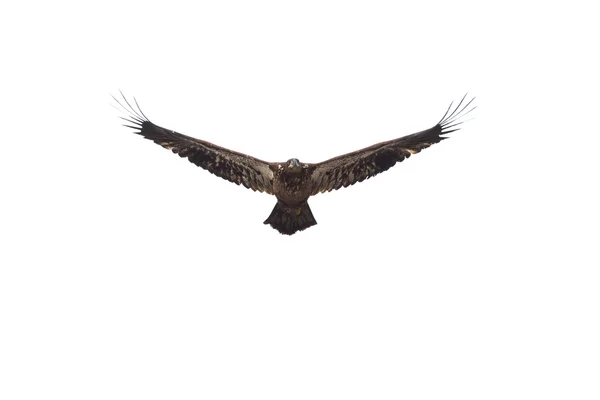 A bald eagle — Stock Photo, Image