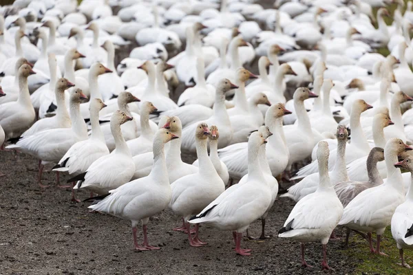 Snow geese in BC Canada — Stock Photo, Image