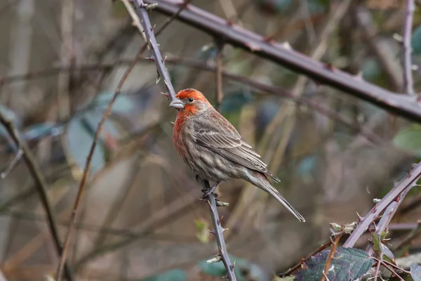 A house finch — Stock Photo, Image