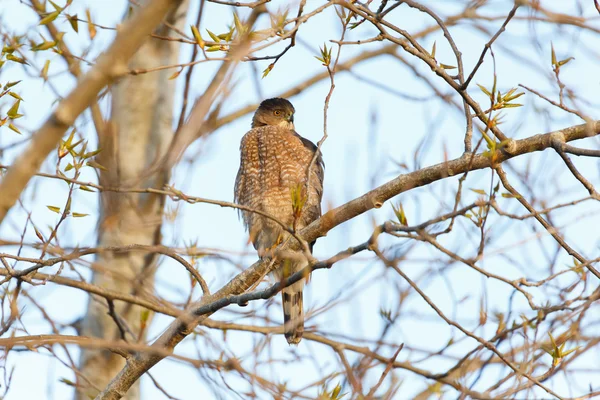 Coopers hawk ült a fán — Stock Fotó