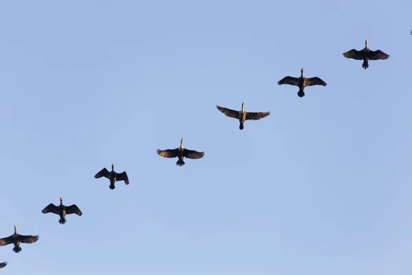 Cormorano a doppia cresta — Foto Stock