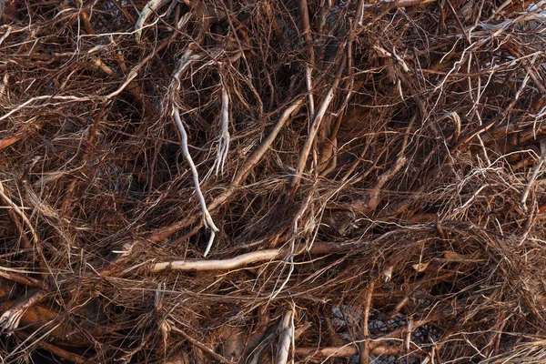 Raíces de árbol fondo — Foto de Stock