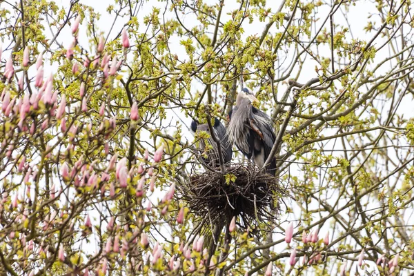 Grand nid de héron bleu — Photo