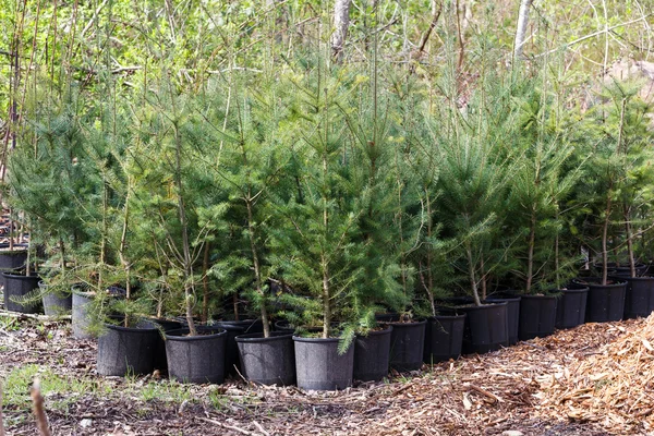 Young pine tree — Stock Photo, Image