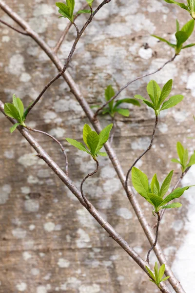 Stam av plantor odlas — Stockfoto