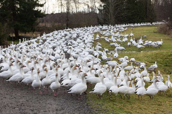 Snow geese in BC Canada — Stock Photo, Image