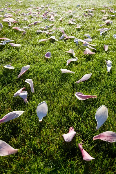 Magnolia pétalos de flores — Foto de Stock