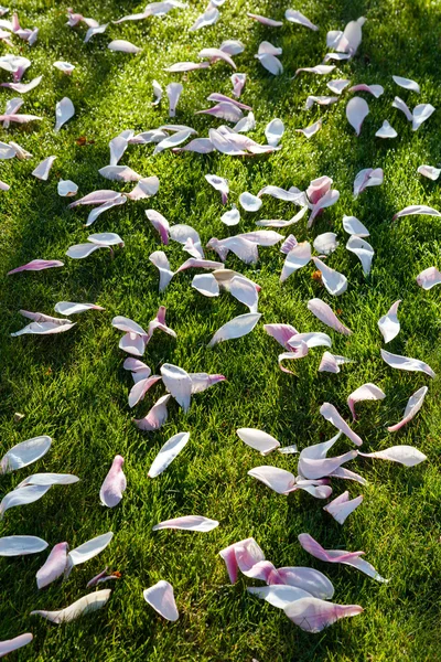 Magnolia flower petals — Stock Photo, Image