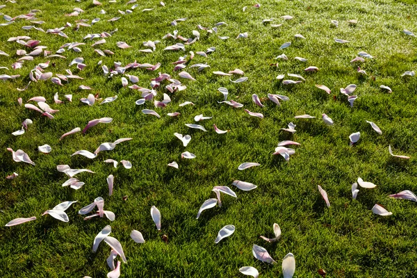 Magnolia pétales de fleurs — Photo