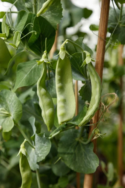 Green sneeuw erwt — Stockfoto