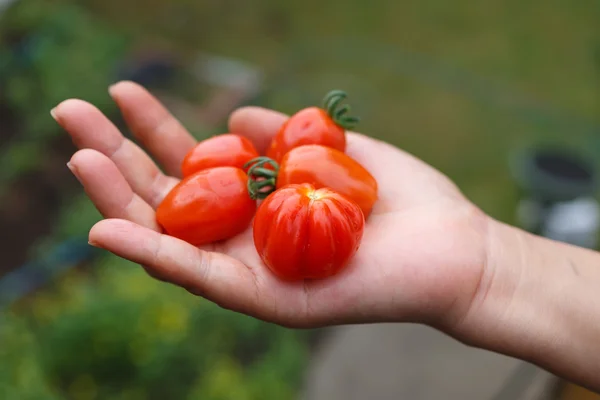 Tenez à la main tomate rouge — Photo