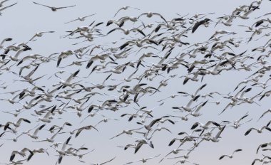 British Columbia Kanada 'da kar kazı; Kuzey Amerika