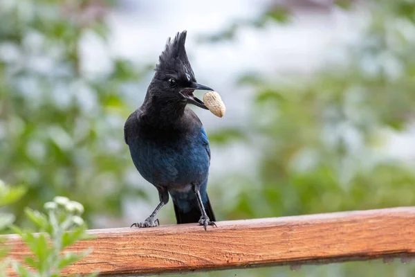 Steller Jay Eating Peanut Vancouver Canada — Stock Photo, Image