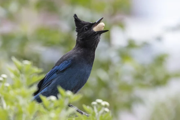 Steller Jay Eet Pinda Bij Vancouver Canada — Stockfoto