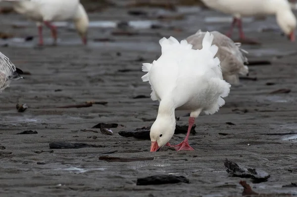 White Snow Goose British Columbia Canada North American — Stock Photo, Image