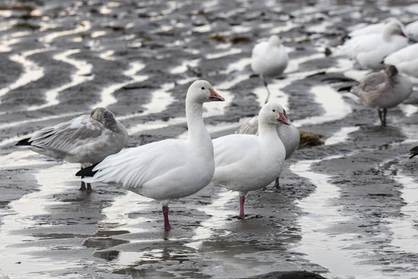 Vit Snögås Vid British Columbia Canada Nordamerikansk — Stockfoto