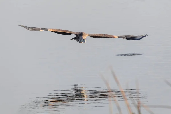 Czapla Niebieska British Columbia Canada Północnoamerykańska — Zdjęcie stockowe