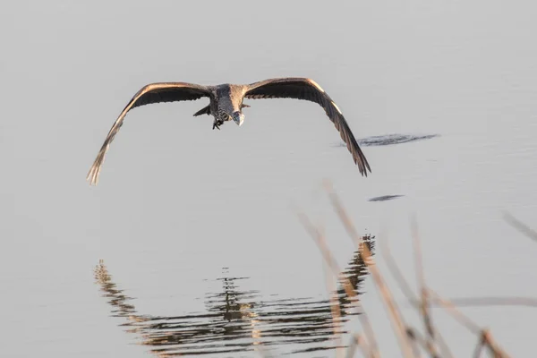 Grote Blauwe Reiger Bij British Columbia Canada Noord Amerikaanse — Stockfoto