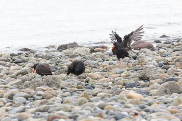 Black Oystercatcher Kuşu Genç British Columbia Kanada Kuzey Amerika — Stok fotoğraf