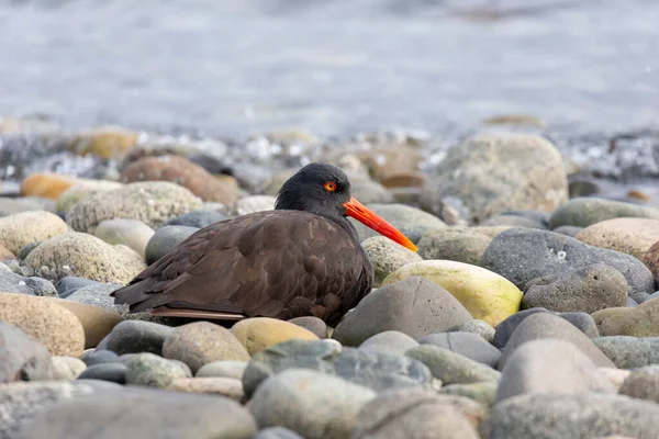 Black Oystercatcher Madár Brit Columbia Kanada Észak Amerikai — Stock Fotó