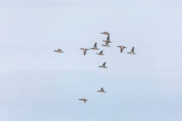 Pato Wigeon Americano Columbia Británica Canadá Norteamericano — Foto de Stock