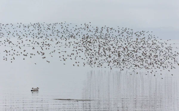 Bir Dunlin Kıyı Kuşu Sürüsü British Columbia Kanada Kuzey Amerika — Stok fotoğraf