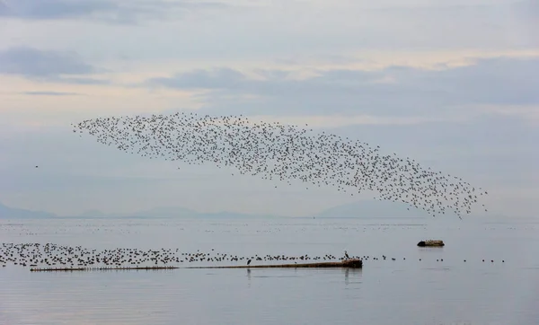Bir Dunlin Kıyı Kuşu Sürüsü British Columbia Kanada Kuzey Amerika — Stok fotoğraf