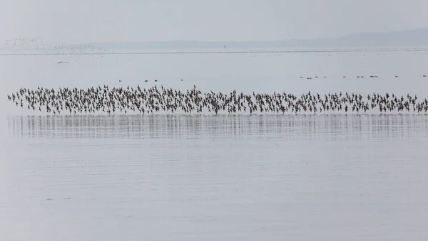 Bir Dunlin Kıyı Kuşu Sürüsü British Columbia Kanada Kuzey Amerika — Stok fotoğraf