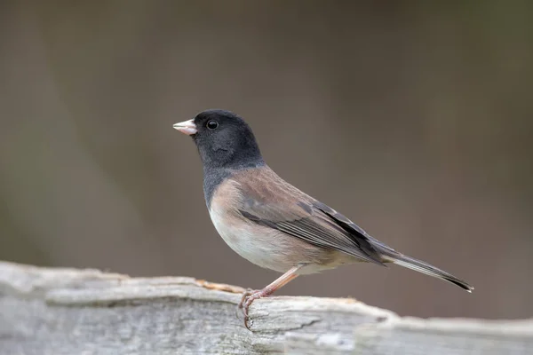 Dark Eyed Junco Bird British Columbia Canada North American — Stock Photo, Image