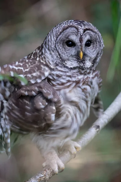 Barred Owl Vogel Bei British Columbia Kanada Nordamerikanisch — Stockfoto