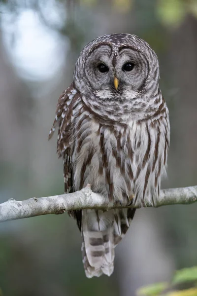 Barred Owl Bird Columbia Británica Canadá Norteamérica — Foto de Stock