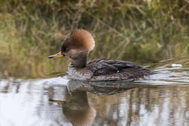 Delta British Columbia, Kanada, Kuzey Amerika 'da kadın başlıklı merganser
