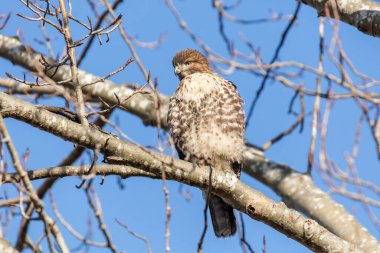 Genç kızıl kuyruklu şahin Delta British Columbia, Kanada, Kuzey Amerika 'da