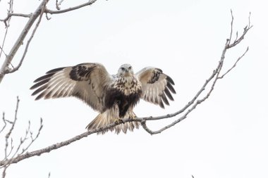 Delta British Columbia, Kanada, Kuzey Amerika 'da sert bacaklı şahin