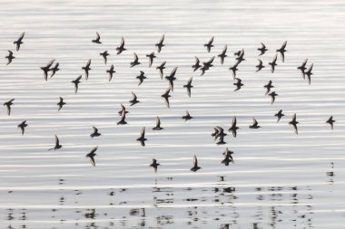 Delta British Columbia, Kanada, Kuzey Amerika 'da uçan Dunlin kuşu