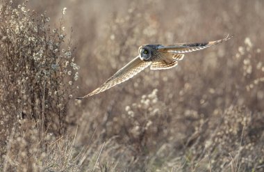 Delta British Columbia, Kanada, Kuzey Amerika 'da kısa kulaklı baykuş.