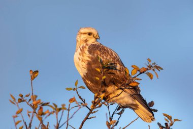 Delta British Columbia, Kanada, Kuzey Amerika 'da sert bacaklı şahin