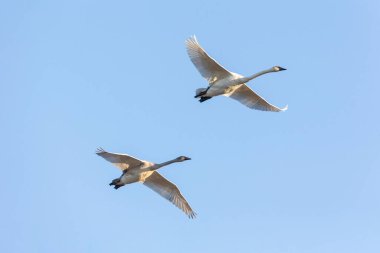 British Columbia Kanada 'da uçan trompetçi Swan; Kuzey Amerika