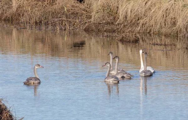 Jeugdige Trompettist Zwaan Bij British Columbia Canada Noord Amerikaanse — Stockfoto