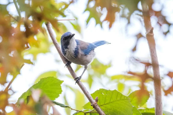 California Scrub Jay British Columbia Canada North American — Stock Photo, Image