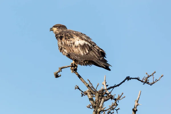 Jeugdige Adelaar Delta British Columbia Canada Noord Amerikaanse — Stockfoto