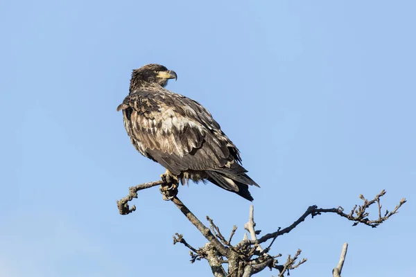 Junge Weißkopfseeadler Delta British Columbia Kanada Nordamerikanisch — Stockfoto